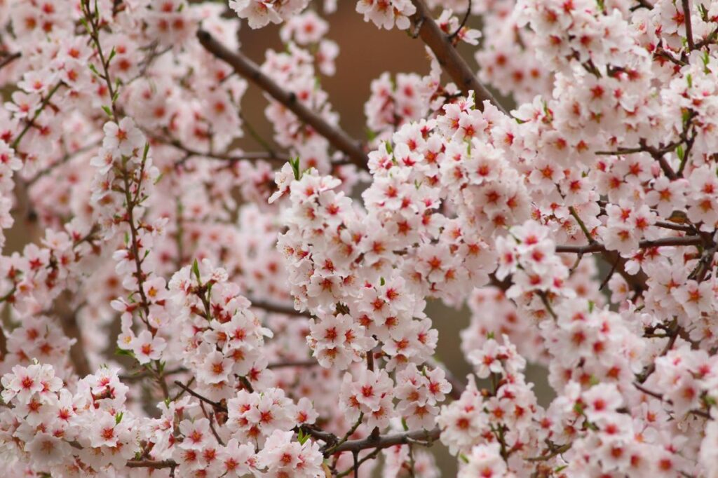 cherry-blossom