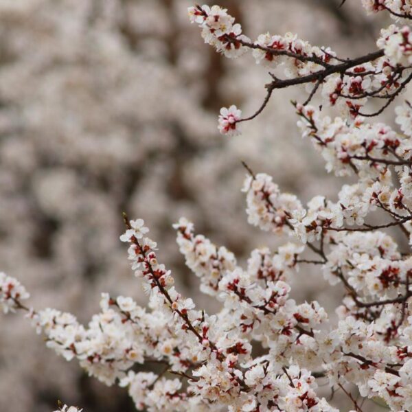 cherry blossom