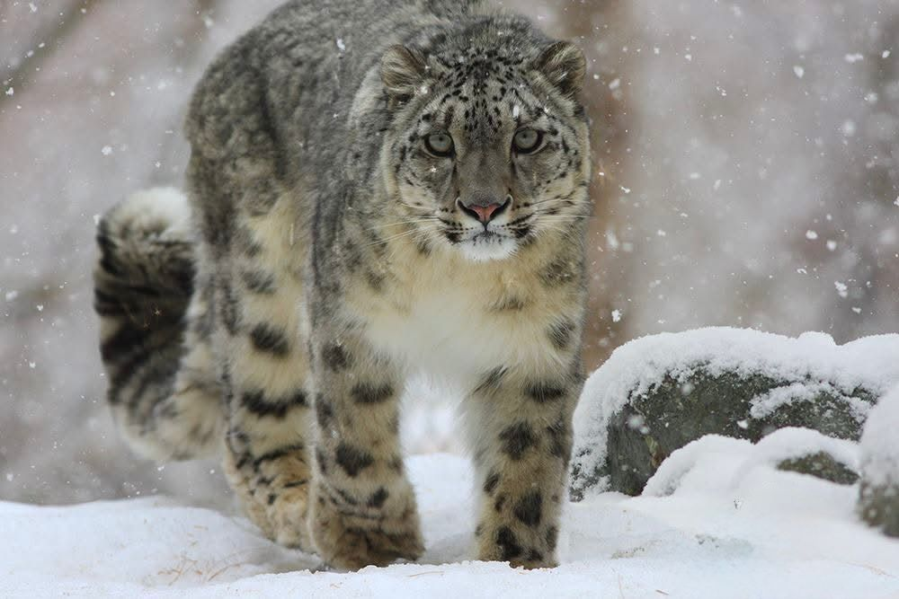 Lolly - Naltar Valley