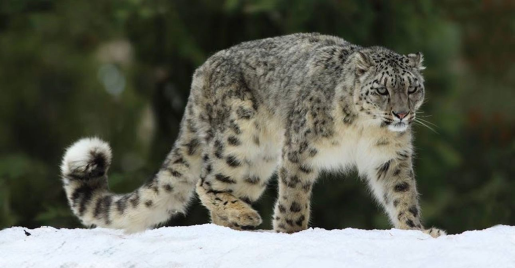 Lolly - Naltar Valley